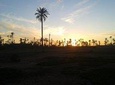 Sunset Camel Riding tours in the palm grove of Marrakech