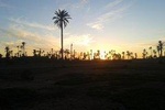 Sunset Camel Riding tours in the palm grove of Marrakech