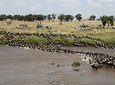 7-Day Great Migration Safari