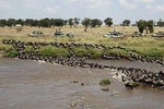 7-Day Great Migration Safari