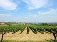 Visit the Marchesi de Cordano winery and taste its wines