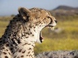 5 Days wildlife adventure - Mombasa 