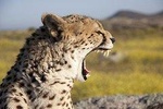 5 Days wildlife adventure - Mombasa 