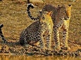 Arugambay to Yala National Park - Kumana National Park Safari