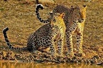 Arugambay to Yala National Park - Kumana National Park Safari