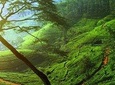 Day Trip to Nuwara Eliya with Kingfisher Tours