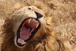 7 days safaris to see great migration