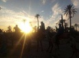 Marrakech palm grove by camel at sunset