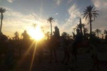 Marrakech palm grove by camel at sunset