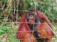 Private Tour: Ipoh Secrets Full Day Heritage & Orang Utan Island