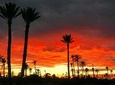 Private Sunset Camel Ride With Tea Break In Marrakeh Palm Grove 