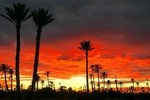 Private Sunset Camel Ride With Tea Break In Marrakeh Palm Grove 