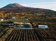 Organic Wine Tasting & Lunch on Vesuvius with Transfer from Sorrento Peninsula