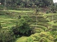 Ubud Surrounding Private Bali Tour