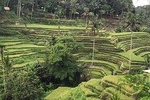 Ubud Surrounding Private Bali Tour