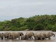 Safari in Mikumi Np, Udzungwa Mountain NP and Selous GR (Nyerere NP) 6 Days.