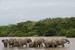 Safari in Mikumi Np, Udzungwa Mountain NP and Selous GR (Nyerere NP) 6 Days.