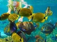 Krabi Nice Sea Snorkeling