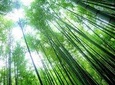 Kamakura Bamboo Forest and Great Buddha Private Tour