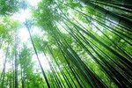 Kamakura Bamboo Forest and Great Buddha Private Tour