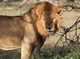 5 Days Best Northern Tanzania Safari Circuit
