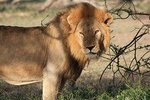 5 Days Best Northern Tanzania Safari Circuit