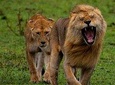Tanzania Safari - The Great Migration in the North of the Serengeti and Lake Natron