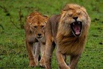 Tanzania Safari - The Great Migration in the North of the Serengeti and Lake Natron