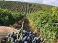 Wine Tour Ismayilli with Local Lunch