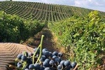 Wine Tour Ismayilli with Local Lunch