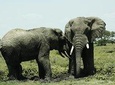3 Days Best Tanzania Affordable Lodge Safari Package