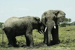 3 Days Best Tanzania Affordable Lodge Safari Package