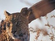 5 Days Leopard Safari