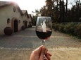 Small-Group Half Day Tour to Concha y Toro Winery