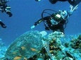 Ras Mohammed snorkeling sea tour by boat