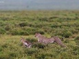 6 Days Exclusive Kenya Wildlife Safari Tour 2021/22