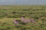 6 Days Exclusive Kenya Wildlife Safari Tour 2021/22