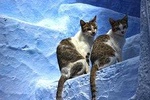 Fez to Chefchaouen Day trip