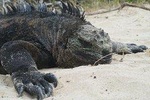 5-Day Land-Based Tour in Galapagos Islands