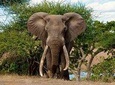 3 Day All Incl. Private Kruger Park Safari Incl. Transfer From Nelspruit Airport