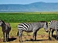 3 Days Tanzania Safari