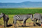 3 Days Tanzania Safari