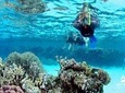 Diving Tour at Ras Mohammed by boat