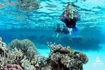  Diving Tour at Ras Mohammed by boat