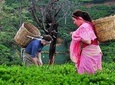 The Tea Hubs of Srilanka