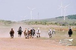 A CAMPO ABIERTO Visit Alvaro Domecq horses and brave bulls in freedom