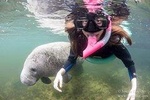 Manatee Snorkeling Tours