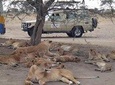 5 Days Special Safari to see migration