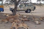 5 Days Special Safari to see migration