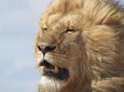 9 Days Safari To See Great Migration Crossing